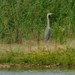 Petesmalmi Vidrapark Lábod - Egyéb