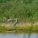 Petesmalmi Vidrapark Lábod - 