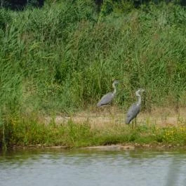 Petesmalmi Vidrapark Lábod - Egyéb