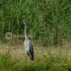 Petesmalmi Vidrapark Lábod - 