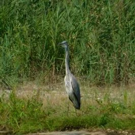 Petesmalmi Vidrapark Lábod - Egyéb