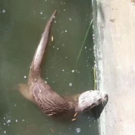 Petesmalmi Vidrapark Lábod - Egyéb