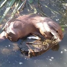 Petesmalmi Vidrapark Lábod - Egyéb