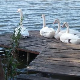 Petesmalmi Vidrapark Lábod - Egyéb