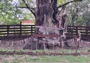 Petőfi fája Szatmárcseke