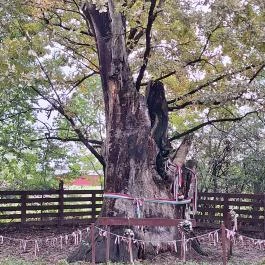 Petőfi fája Szatmárcseke - Külső kép