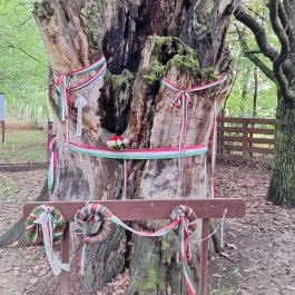 Petőfi fája Szatmárcseke - Külső kép