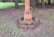 Petőfi fája Szatmárcseke