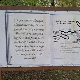 Petőfi fája Szatmárcseke - Egyéb