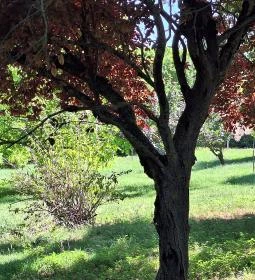 Petőfi Sándor Emlékméhes