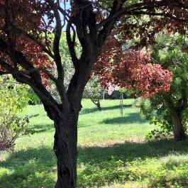 Petőfi Sándor Emlékméhes, Kölesd - Borjád - Külső kép