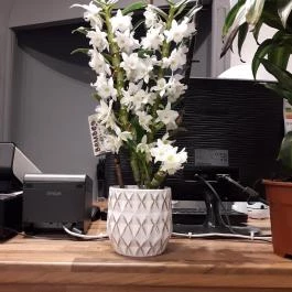 Pho 'n Go Budapest - Belső