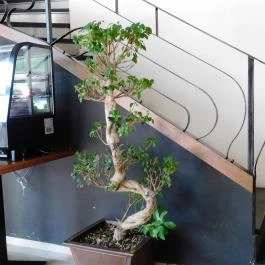 Planet Sushi - Allee Budapest - Belső