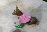 Plank Antal: Corgi miniszobor Budapest