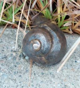 Plank Antal: Csigák miniszobrok