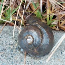 Plank Antal: Csigák miniszobrok, Budapest - Egyéb