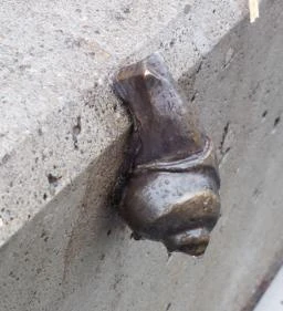 Plank Antal: Csigák miniszobrok