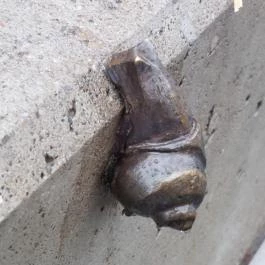 Plank Antal: Csigák miniszobrok, Budapest - Egyéb