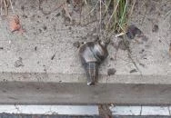 Plank Antal: Csigák miniszobrok Budapest