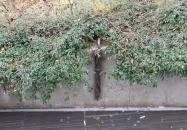 Plank Antal: Esernyő miniszobor Budapest