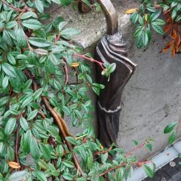 Plank Antal: Esernyő miniszobor, Budapest - Egyéb