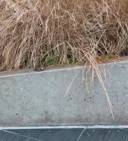 Plank Antal: pénztárca miniszobor