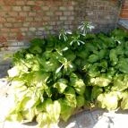 Pubi Caffe Mezőkövesd - Külső kép