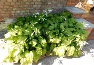 Pubi Caffe Mezőkövesd