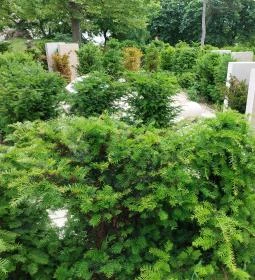 12. legjobb látnivaló: Pünkösdi liget