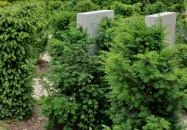 Pünkösdi liget Tihany