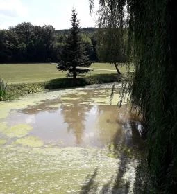 Puskás Akadémia Sport és Wellness Hotel étterme