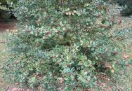 Püspökszentlászlói Arborétum Püspökszentlászló