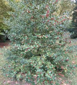 Püspökszentlászlói Arborétum