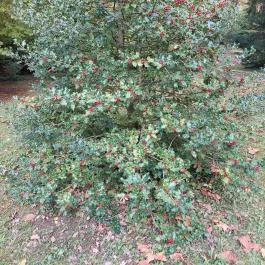 Püspökszentlászlói Arborétum Püspökszentlászló - Külső kép