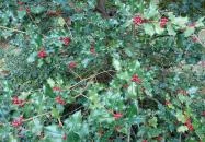 Püspökszentlászlói Arborétum Püspökszentlászló