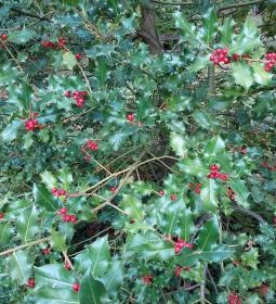 Püspökszentlászlói Arborétum