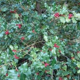 Püspökszentlászlói Arborétum Püspökszentlászló - Külső kép