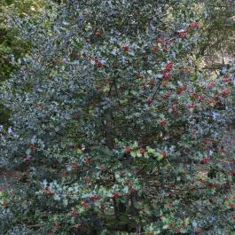Püspökszentlászlói Arborétum Püspökszentlászló - Külső kép
