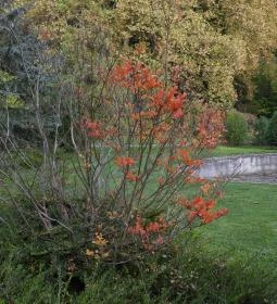 Püspökszentlászlói Arborétum