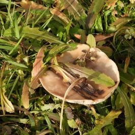 Rábafüzesi Hianz Tájház Szentgotthárd - Egyéb