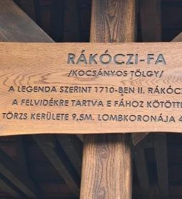 Rákóczi-emlékpark, Rákóczi fája