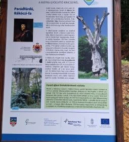 Rákóczi-emlékpark, Rákóczi fája