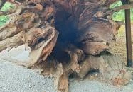 Rákóczi-emlékpark, Rákóczi fája Parád