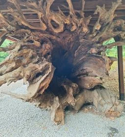 Rákóczi-emlékpark, Rákóczi fája