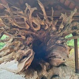 Rákóczi-emlékpark, Rákóczi fája Parád - Külső kép