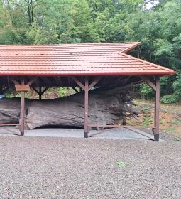 Rákóczi-emlékpark, Rákóczi fája