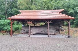 Rákóczi-emlékpark, Rákóczi fája Parád