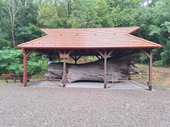 Rákóczi-emlékpark, Rákóczi fája Parád