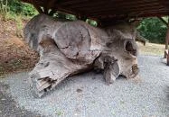 Rákóczi-emlékpark, Rákóczi fája Parád