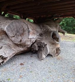 Rákóczi-emlékpark, Rákóczi fája